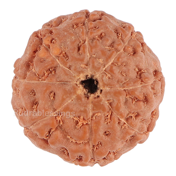 8 Mukhi Rudraksha from Indonesia - Bead No. 112