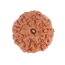 Load image into Gallery viewer, 8 Mukhi Rudraksha from Indonesia - Bead No. 112
