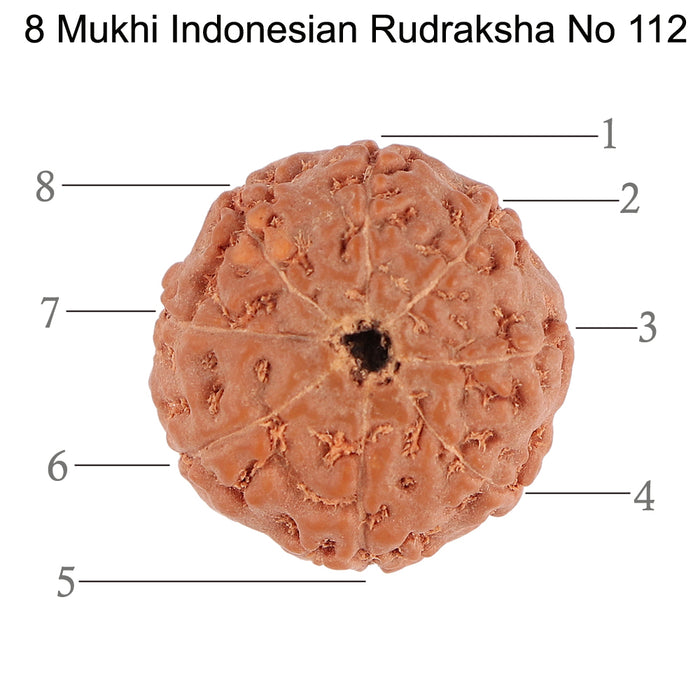 8 Mukhi Rudraksha from Indonesia - Bead No. 112