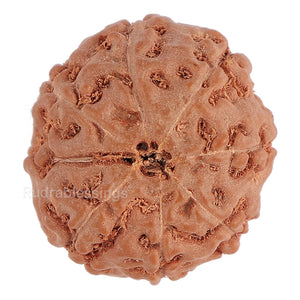 8 Mukhi Rudraksha from Indonesia - Bead No. 113