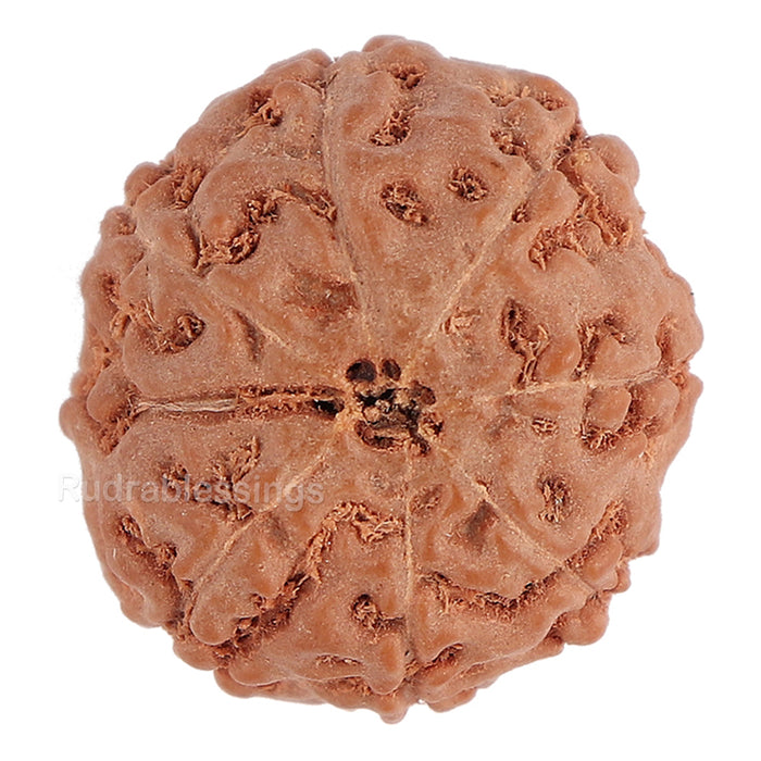 8 Mukhi Rudraksha from Indonesia - Bead No. 113
