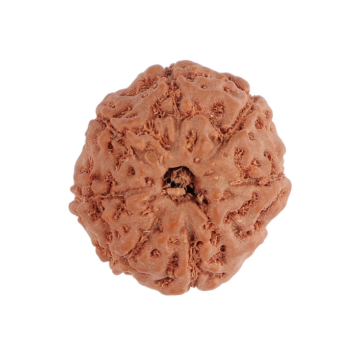 8 Mukhi Rudraksha from Indonesia - Bead No. 113