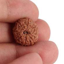 Load image into Gallery viewer, 8 Mukhi Rudraksha from Indonesia - Bead No. 113
