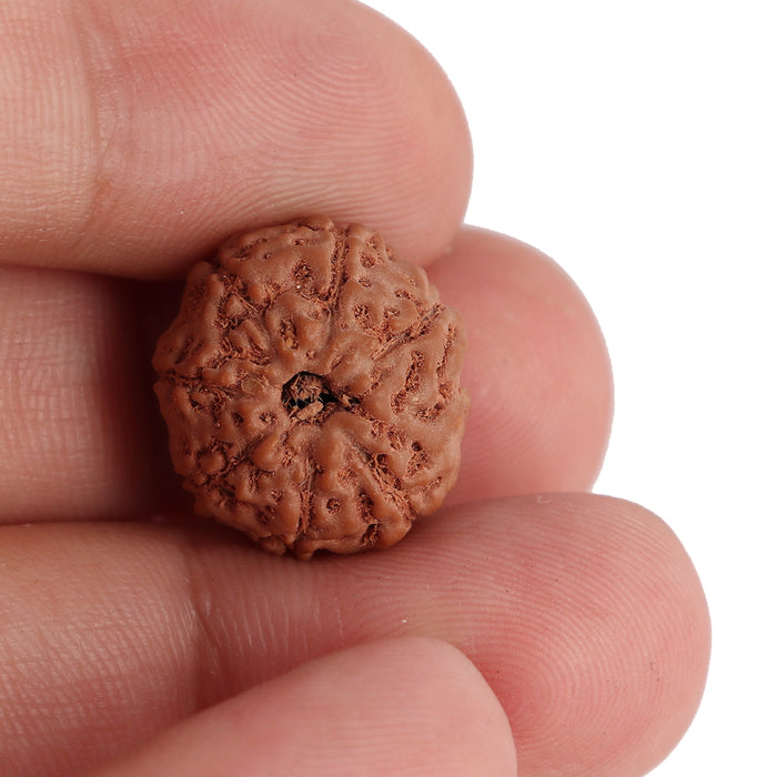 8 Mukhi Rudraksha from Indonesia - Bead No. 113