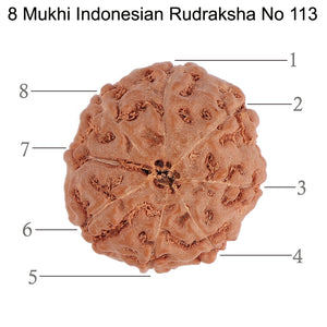 8 Mukhi Rudraksha from Indonesia - Bead No. 113
