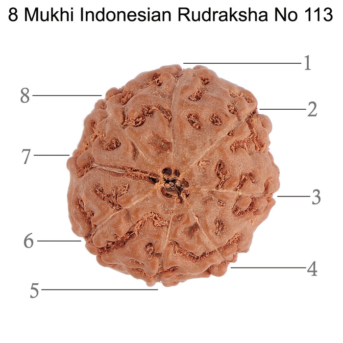 8 Mukhi Rudraksha from Indonesia - Bead No. 113
