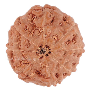 8 Mukhi Rudraksha from Indonesia - Bead No. 114