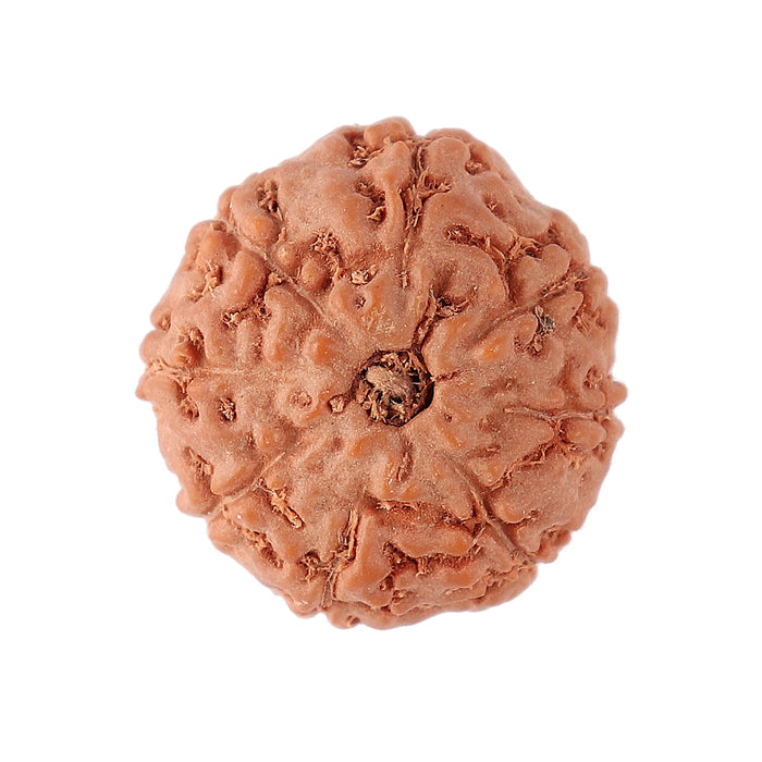 8 Mukhi Rudraksha from Indonesia - Bead No. 114