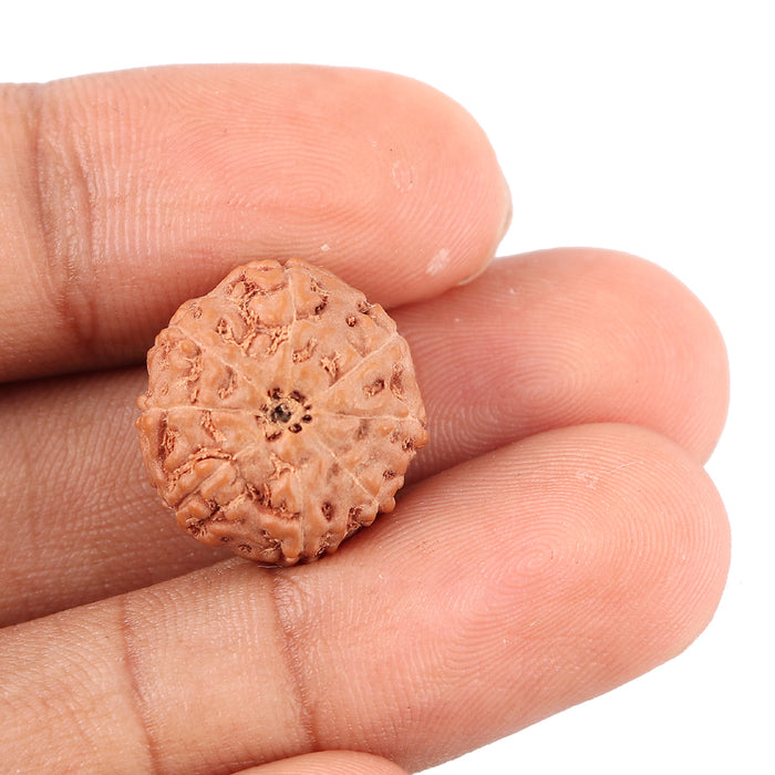 8 Mukhi Rudraksha from Indonesia - Bead No. 114