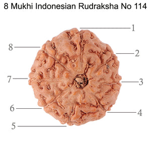 8 Mukhi Rudraksha from Indonesia - Bead No. 114
