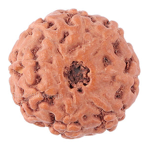8 Mukhi Rudraksha from Indonesia - Bead No. 115