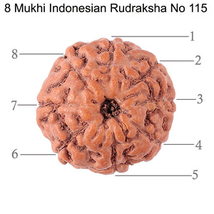 8 Mukhi Rudraksha from Indonesia - Bead No. 115