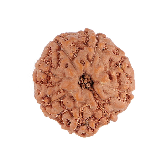 8 Mukhi Rudraksha from Indonesia - Bead No. 116