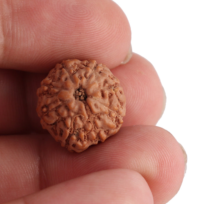 8 Mukhi Rudraksha from Indonesia - Bead No. 116