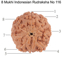 Load image into Gallery viewer, 8 Mukhi Rudraksha from Indonesia - Bead No. 116
