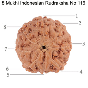 8 Mukhi Rudraksha from Indonesia - Bead No. 116