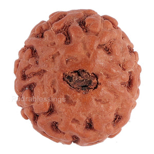8 Mukhi Rudraksha from Indonesia - Bead No. 118