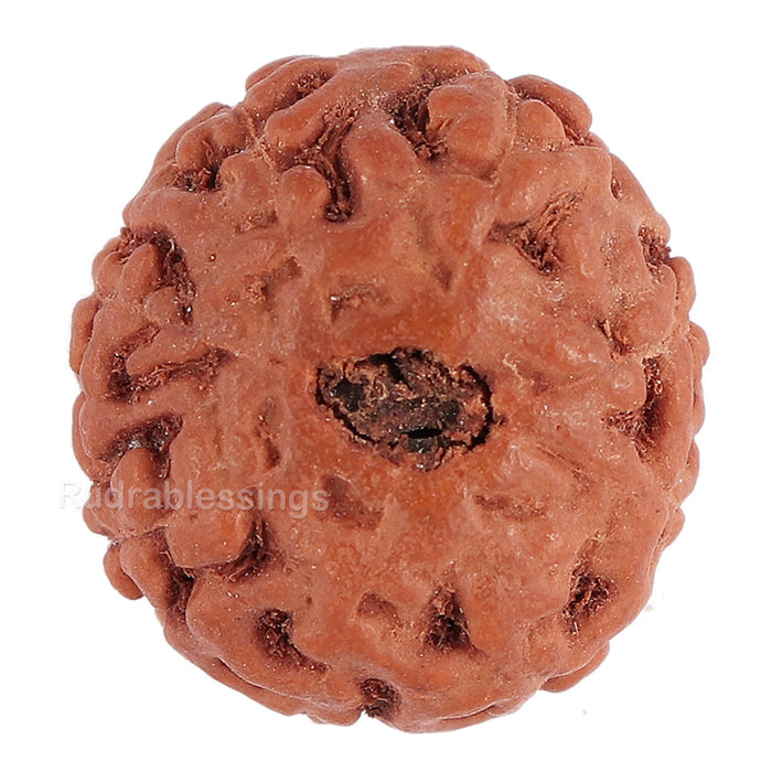 8 Mukhi Rudraksha from Indonesia - Bead No. 118