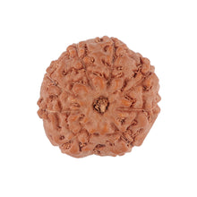 Load image into Gallery viewer, 8 Mukhi Rudraksha from Indonesia - Bead No. 120
