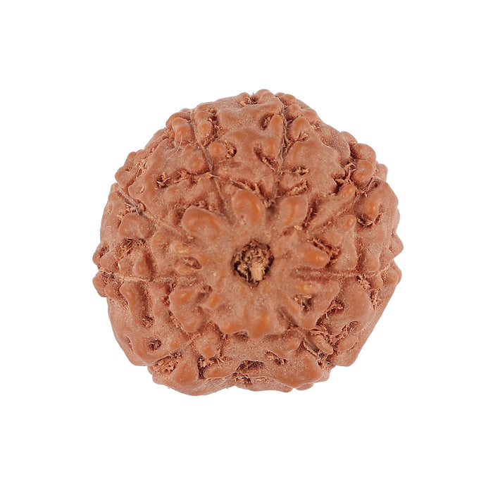 8 Mukhi Rudraksha from Indonesia - Bead No. 120
