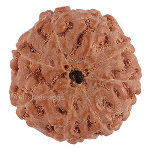 8 Mukhi Rudraksha from Indonesia - Bead No. 121