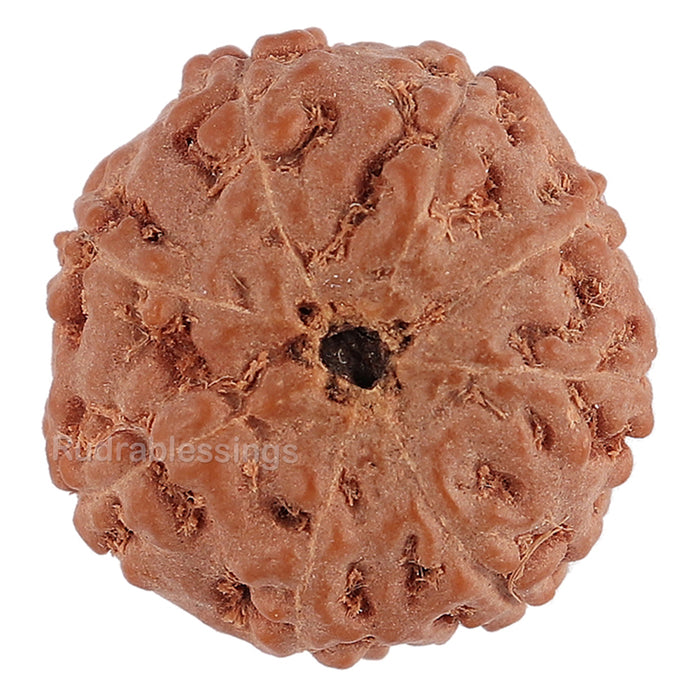 8 Mukhi Rudraksha from Indonesia - Bead No. 121