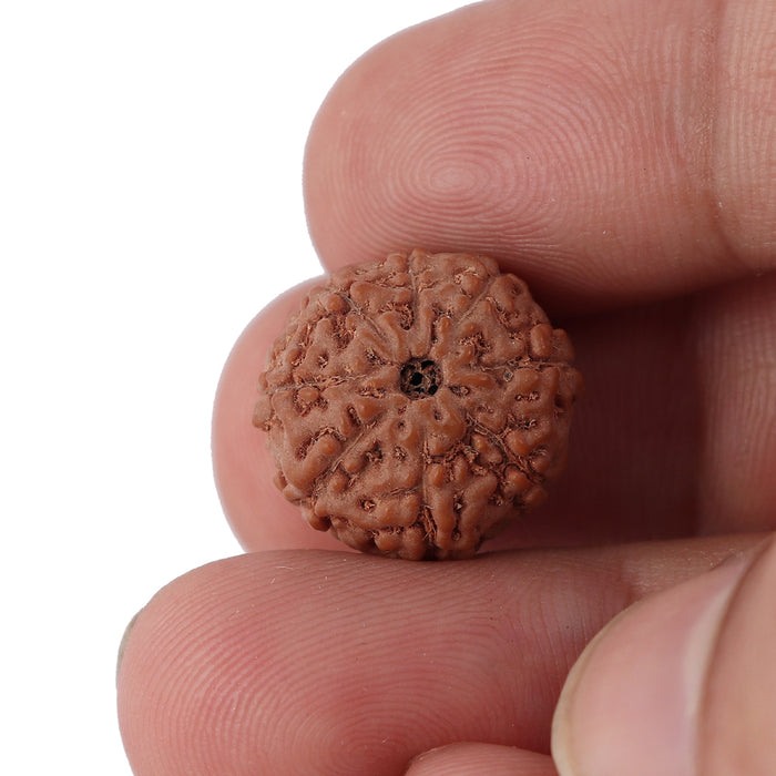 8 Mukhi Rudraksha from Indonesia - Bead No. 121