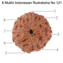 Load image into Gallery viewer, 8 Mukhi Rudraksha from Indonesia - Bead No. 121
