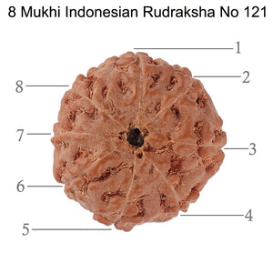 8 Mukhi Rudraksha from Indonesia - Bead No. 121