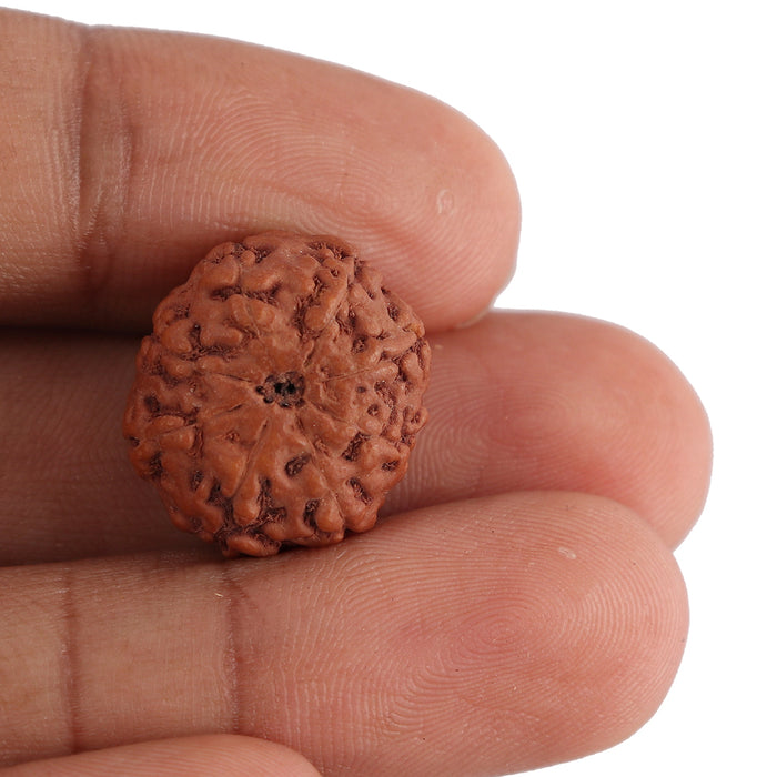 8 Mukhi Rudraksha from Indonesia - Bead No. 122
