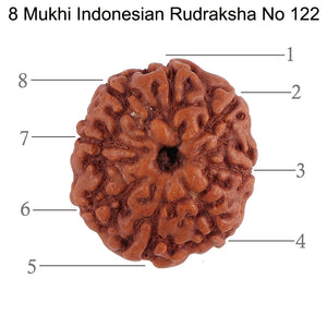 8 Mukhi Rudraksha from Indonesia - Bead No. 122