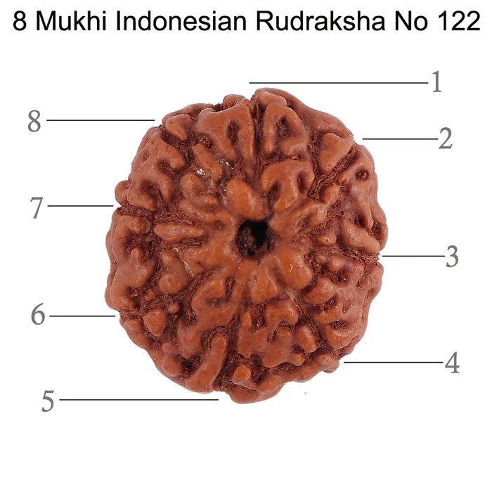 8 Mukhi Rudraksha from Indonesia - Bead No. 122