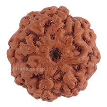 Load image into Gallery viewer, 8 Mukhi Rudraksha from Indonesia - Bead No. 123
