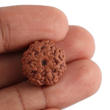 Load image into Gallery viewer, 8 Mukhi Rudraksha from Indonesia - Bead No. 123

