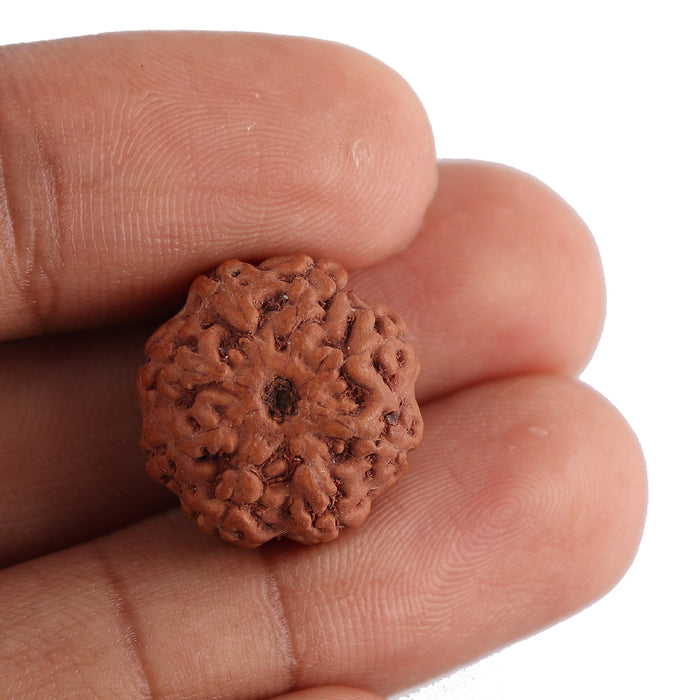8 Mukhi Rudraksha from Indonesia - Bead No. 123