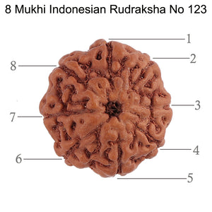 8 Mukhi Rudraksha from Indonesia - Bead No. 123