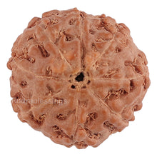 Load image into Gallery viewer, 8 Mukhi Rudraksha from Indonesia - Bead No. 125
