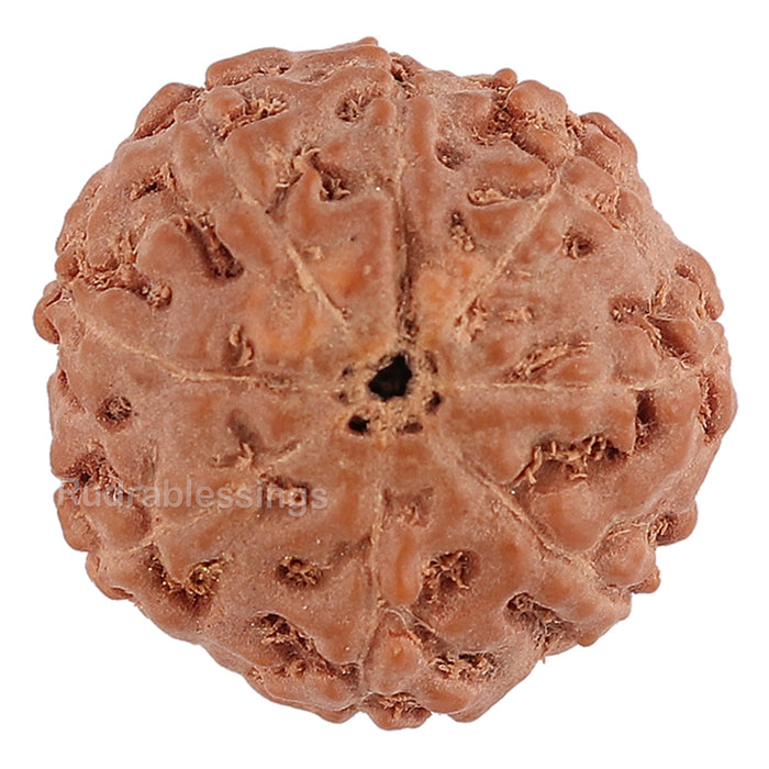 8 Mukhi Rudraksha from Indonesia - Bead No. 125