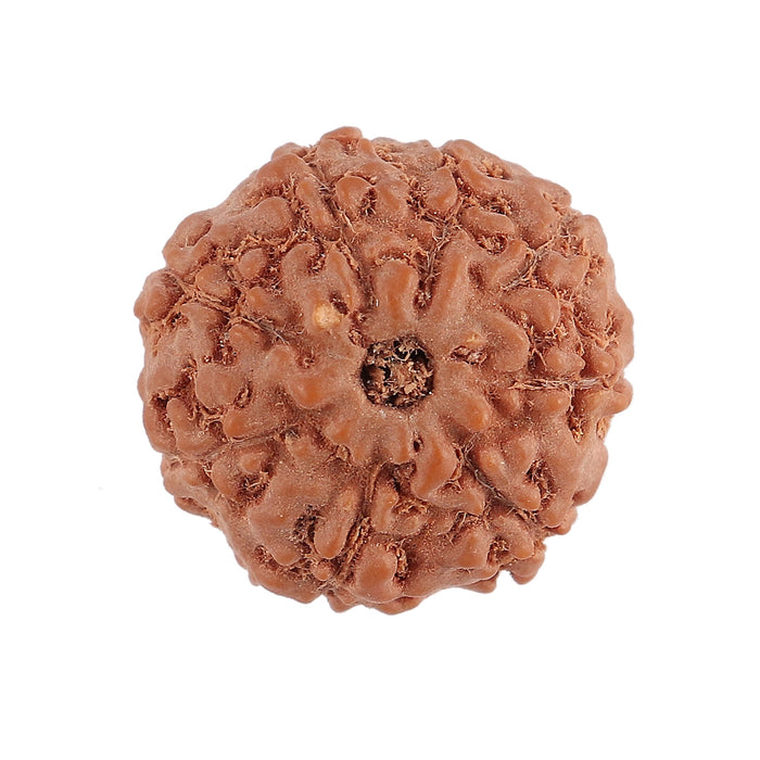 8 Mukhi Rudraksha from Indonesia - Bead No. 125
