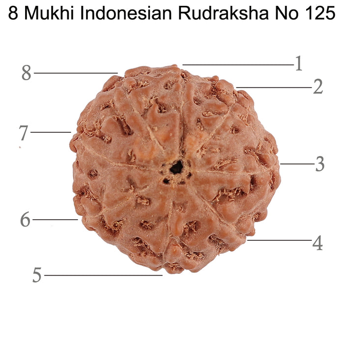 8 Mukhi Rudraksha from Indonesia - Bead No. 125