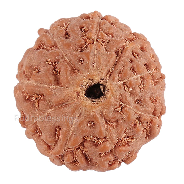 8 Mukhi Rudraksha from Indonesia - Bead No. 126