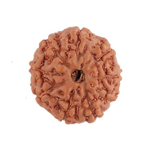Load image into Gallery viewer, 8 Mukhi Rudraksha from Indonesia - Bead No. 126
