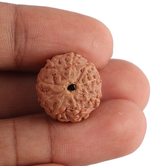 8 Mukhi Rudraksha from Indonesia - Bead No. 126