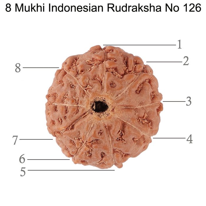 8 Mukhi Rudraksha from Indonesia - Bead No. 126