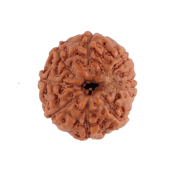 8 Mukhi Rudraksha from Indonesia - Bead No. 127