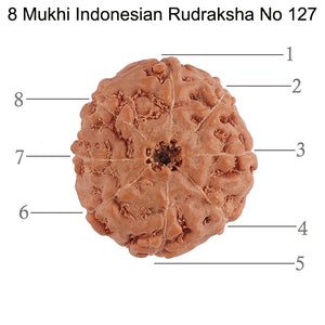 8 Mukhi Rudraksha from Indonesia - Bead No. 127