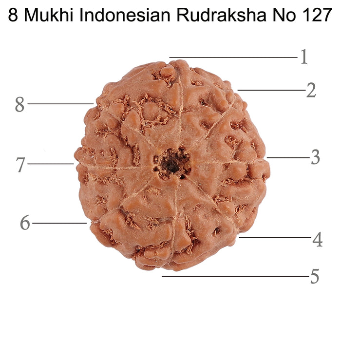8 Mukhi Rudraksha from Indonesia - Bead No. 127