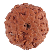 Load image into Gallery viewer, 8 Mukhi Rudraksha from Indonesia - Bead No. 128
