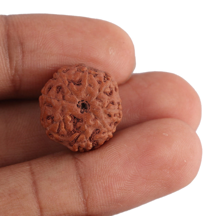 8 Mukhi Rudraksha from Indonesia - Bead No. 128