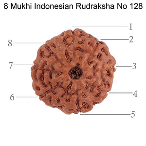 8 Mukhi Rudraksha from Indonesia - Bead No. 128